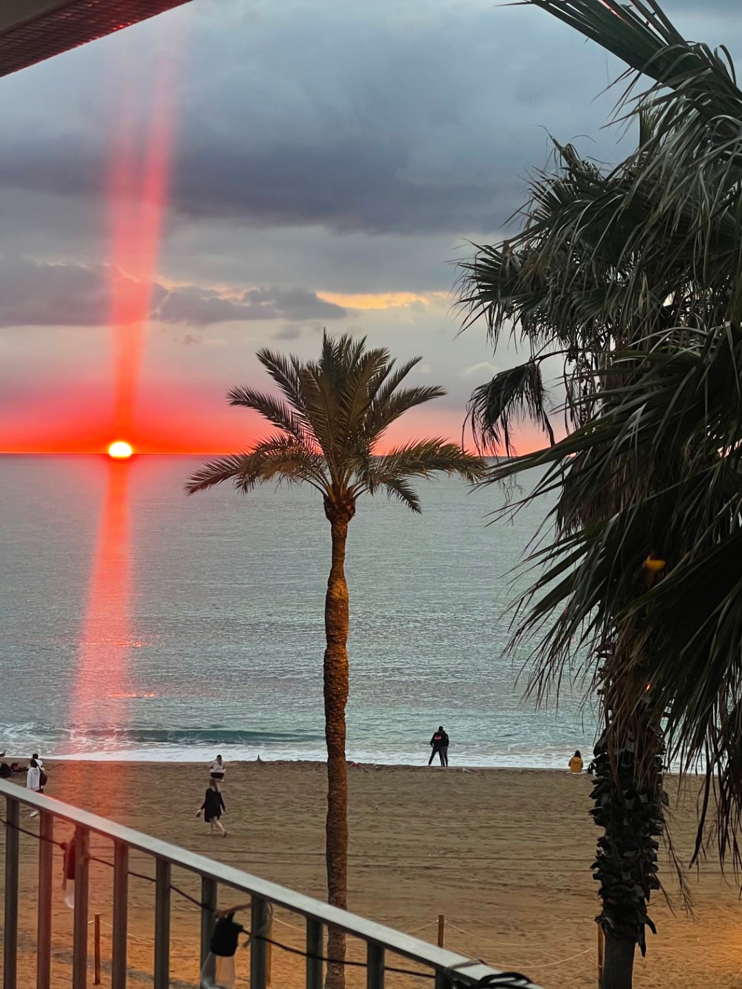 The sun rising out of the sea behind a palm on Barceloneta beach